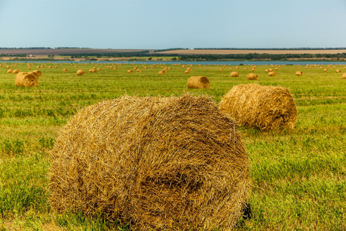 Hay Bales